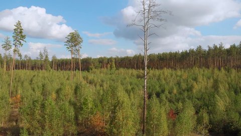 Drone takes off over a young forest with small trees, amid a dense pine forest with tall trees. Coniferous forest. Seedlings of coniferous forest. Reforestation, the camera moves around. Eco concept.