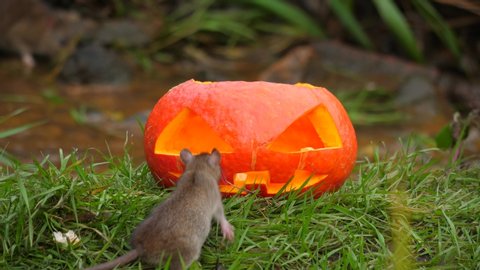 Scared but curious rat look inside carved pumpkin and run away, closeup shot. Wild animal search for food, watch into Jack-O-lantern. Sewage water stream on background