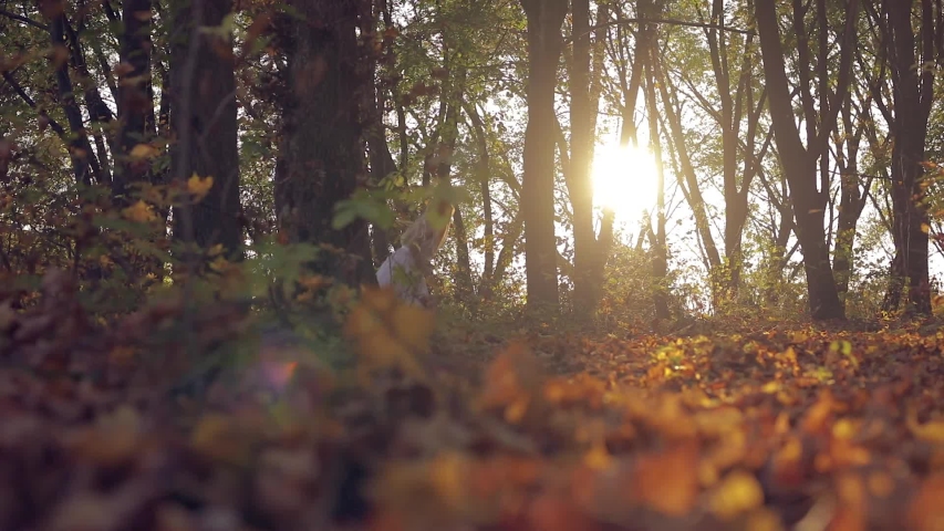 little blonde girl in white dress runs in the forest. beauty sunset with lensflares