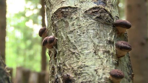 Shiitake mushrooms are grown on alder logs