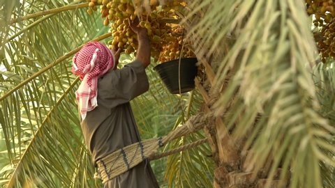 farming man dates fruits palm tree