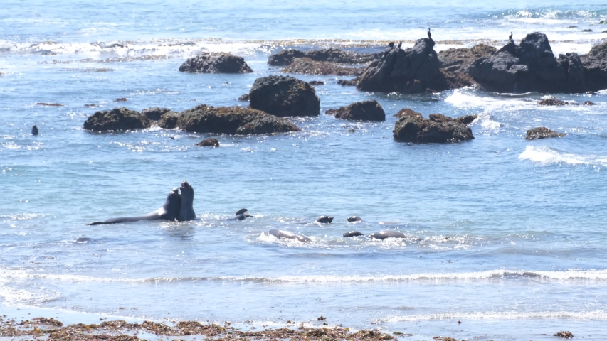 close up of california sea lion cute animals fighting and playing in the ocean