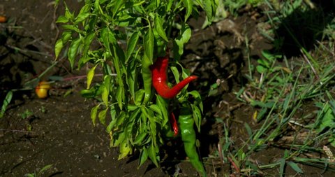 Harvesting chilli peppers in 4k