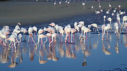 Pink Flamingo flock at Ras al Khor Wildlife Sanctuary, Dubai, UAE