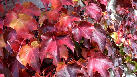Virginia creeper vine (Parthenocissus quinquefolia) with crimson leaves in autumn.  It is a five-leaved ivy or five-finger and is a species of flowering plant in the grape family

