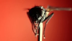macro video of a fly sticking out tongue with red background