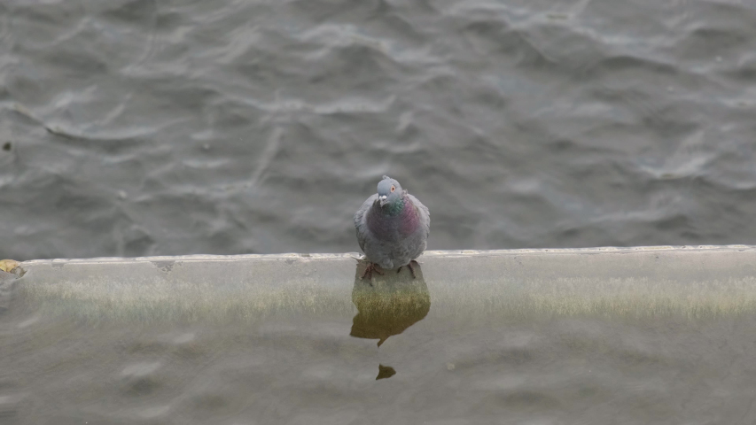 pigeon wants to take a bath in the river