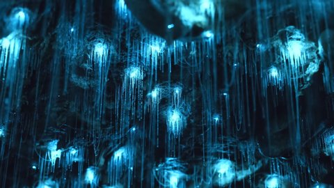 Amazing timelapse of Glow worms in pristine secret cave in New Zealand.