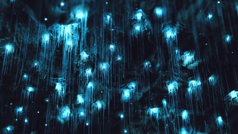 Amazing timelapse of Glow worms in pristine secret cave in New Zealand.