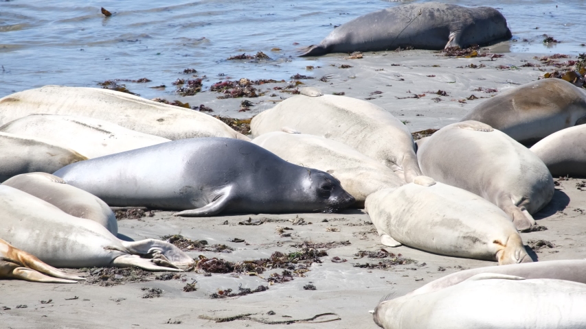 close up of california sea lion cute animal