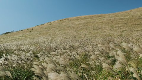 A reed colony that grows along the mountain. Jeju island. 4k 60p