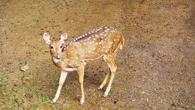 Video of fallow deer animal