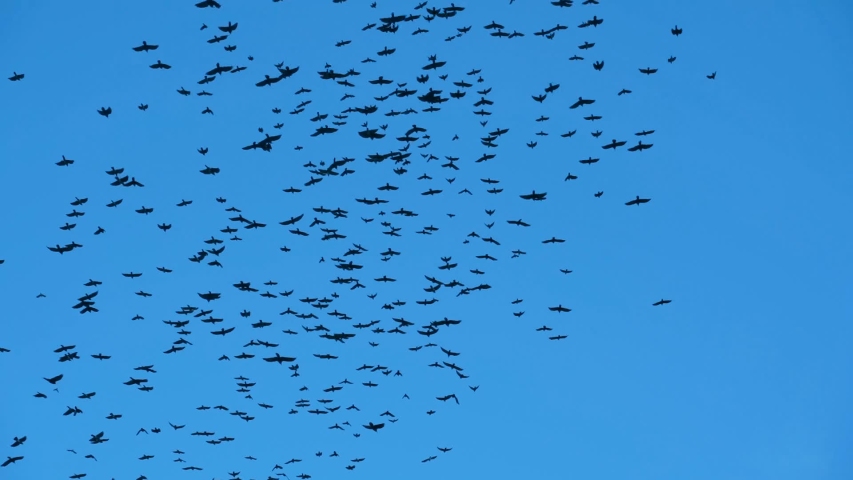 Birds circle a huge flock in the sky. Raven chicks learn to fly before flying to warmer climes. Royalty-Free Stock Footage #1039806464