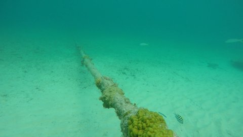 Fish and Coral on Underwater Pipeline or Cable Line Pipe Transmission Underwater in Ocean  Sea in Caribbean near Cayman Islands
