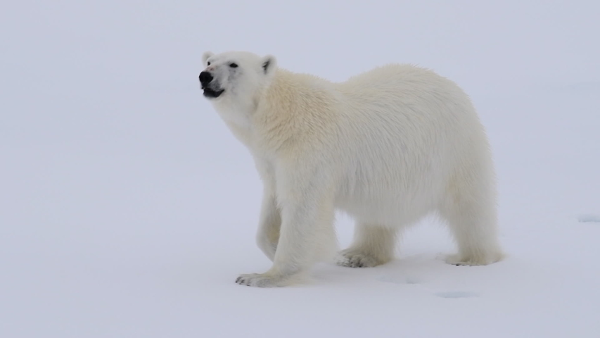 Polar bear walking in an arctic. Royalty-Free Stock Footage #1039809920