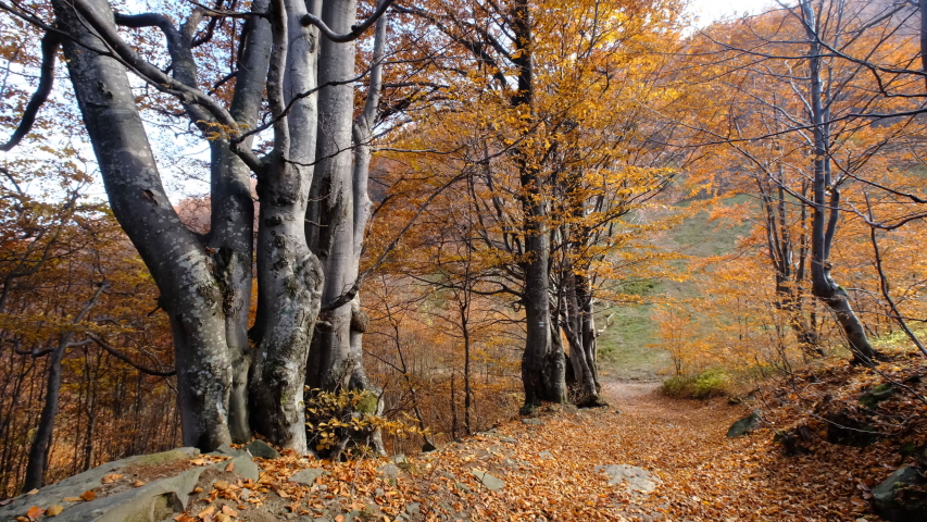 Man walking in an autumn colored lane in a forest.