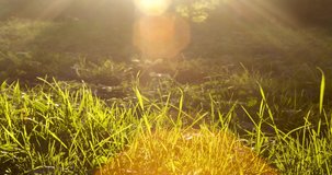 Timelapse video documenting the sunset behind some tall grass with the light throwing a decorative lens flare into the image, 4k, 4096p, 25fps