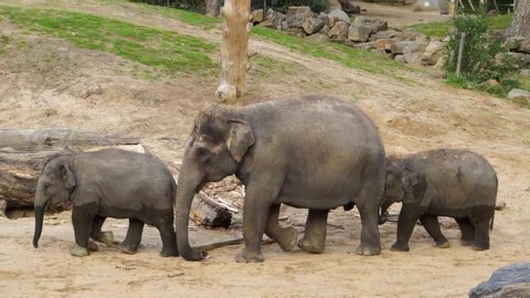 Mother Asian elephant walking by with two calfs, family portrait of elephants, Endangered animal specie from Asia