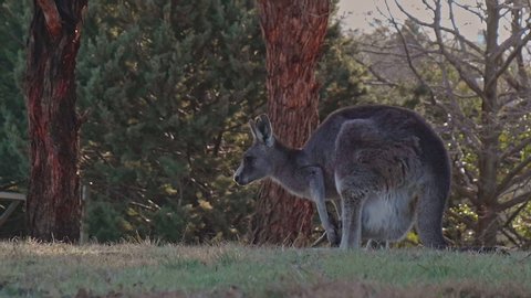 Kangaroo with joey on grass