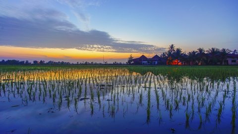 4K Timelapse of green paddy field with reflection during sunrise: stockvideo