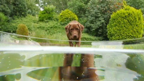 A labrador retriever dog comes close and drinks water in 4k UHD. 11656 
