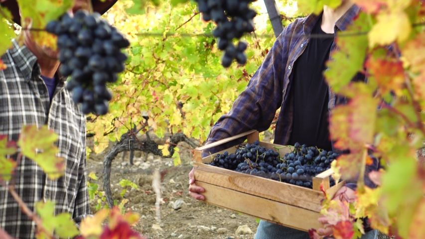 Grape growers adult father farmer and teen son work together. Hands with grapes. A small family farm growing grapes. Harvest Season. Picking grapes