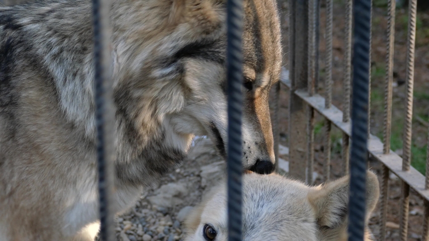 Two wolves lie in a cage.
