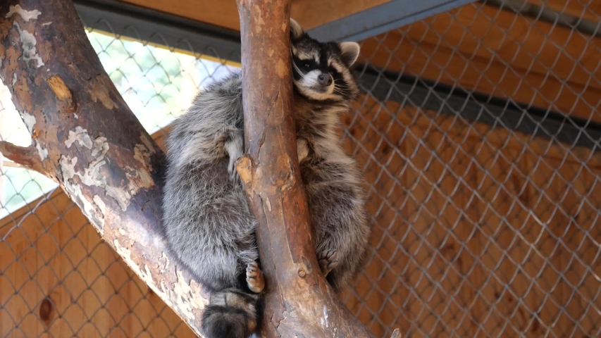 Sad sitting on a branch in a cage.