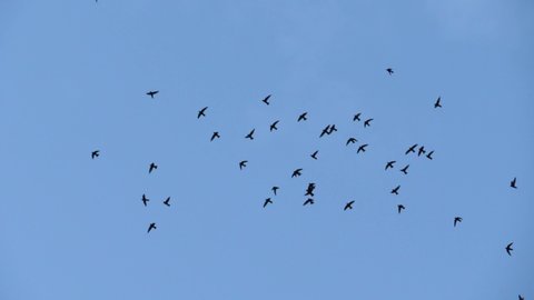 Slow speed motion camera pan scene on swarm of swifts flying scattered on dull blue sky in evening, close up on chaotic pattern of bird flock, immigration animal in nature environment