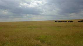 Family of elephants in Masai Mara, Kenya. 4K Video