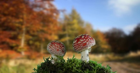 two amanita poisonous mushroom in nature time lapse