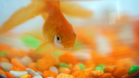 A lonely little gold fish in fishbowl with vibrant colorful stones