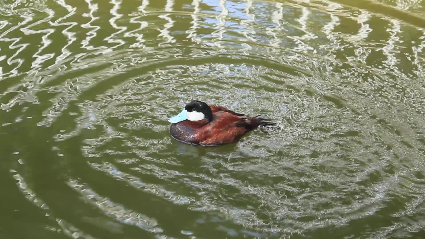 Ruddy Duck (Oxyura jamaicensis) is small duck or teal swimming on water.