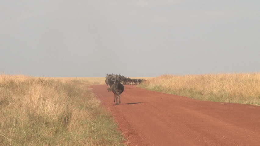 migrating wildebeests using the main road used by vehicles