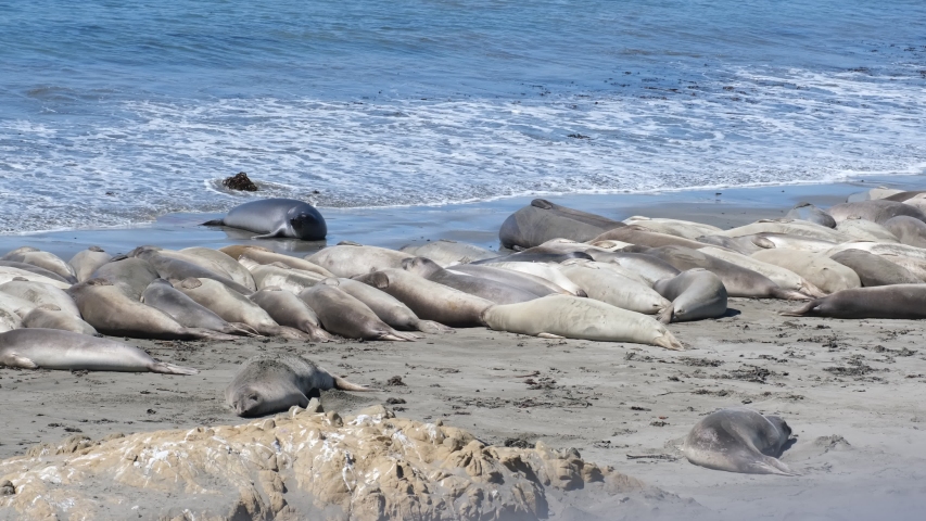 California sea lions relaxing, sun bathing on the shores/beach - Zalophus californianus