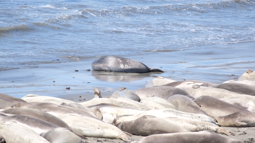 California sea lions relaxing, sun bathing on the shores/beach - Zalophus californianus
