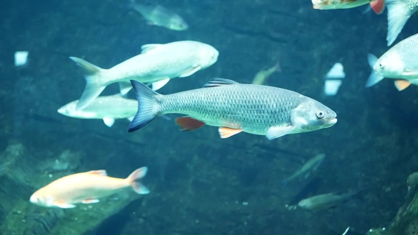 European chub (Squalius cephalus) underwater