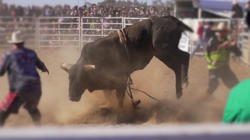 Dangerous enraged  black bull trying to kick a cowboy in a rodeo (Slow Motion) Royalty-Free Stock Footage #1039870034