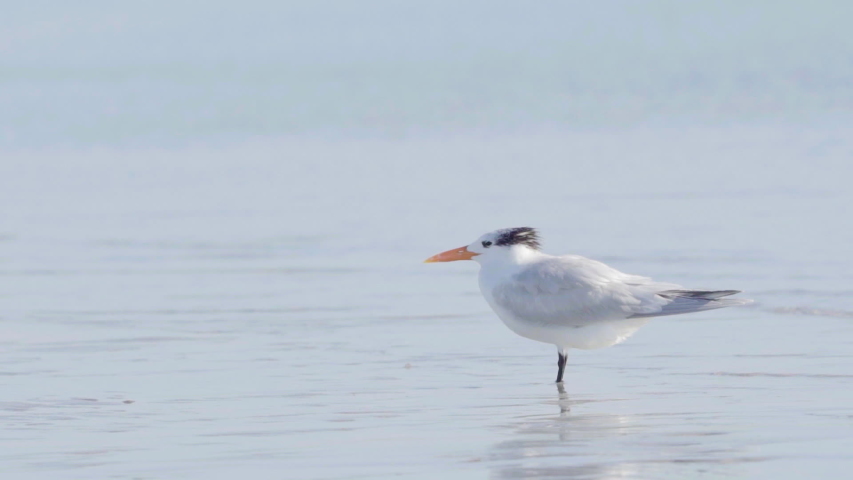 royal tern at beach ocean