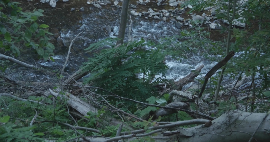View of nature in the Wissahickon Creek, Philadelphia