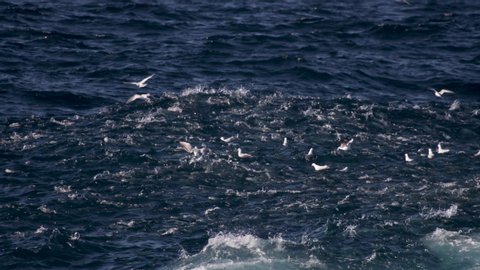 A large school of Pelagic fish attack smaller baitfish from below the water surface while ocean birds attack from the skies above. Slow motion.