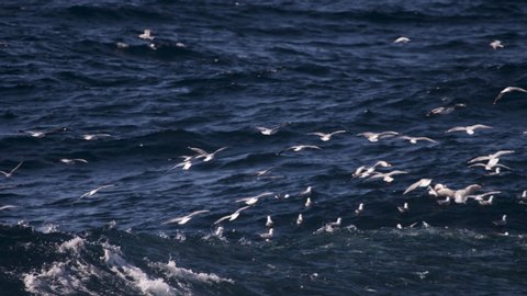 Birds looking for a place to land on the water surface as a school of pelagic fish round up a feed from below.