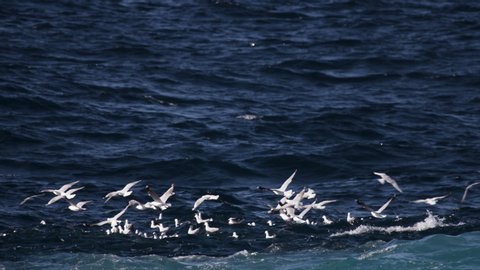 Flocks of ocean birds fly close to the swirling waters surface looking for a feed of small bait fish. Slow Motion.