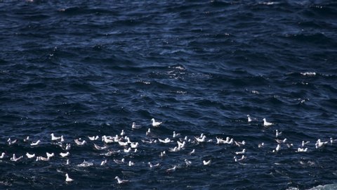 A large school of Pelagic fish swim below a flock of sea gulls floating on a washy ocean surface.
