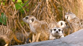 FullHD video - Colony of curious. playful meerkats. gathered on a large. gray rock. in their habitat enclosure at a popular zoo.