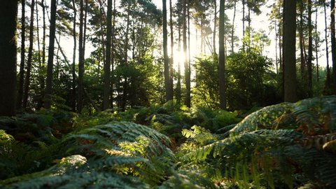 Slowly moving across a forest floor at sunrise with sunlight shining through bracken in the English countryside
