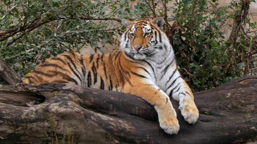 Siberian tiger (Panthera tigris altaica) cub lying on a log