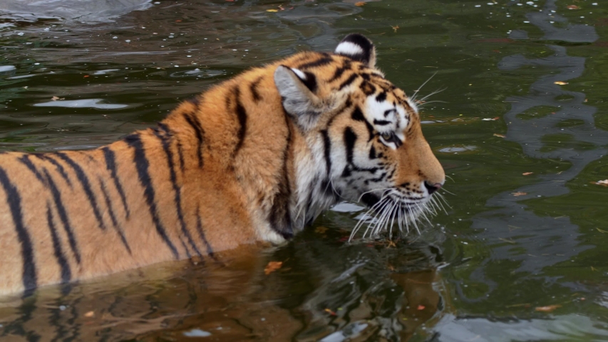 Siberian tiger (Panthera tigris altaica) playing in water
