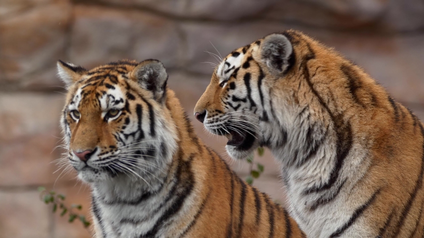 Siberian tiger (Panthera tigris altaica) family