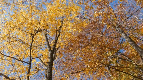  Treetops with yellow and golden leaves against blue sky. 	Crowns of trees with golden leaves on autumn sunny day, bottom view